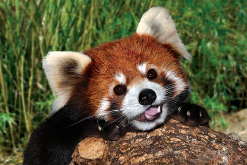 Tags: red panda happy  behind rock